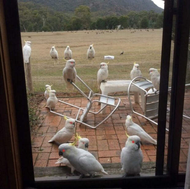 Подозрительное собрание попугаев во дворе.