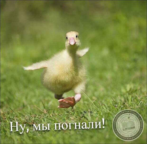 Ну, мы погнали!