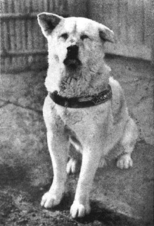 Редкие фотографии Хатико, самой верной собаки в мире