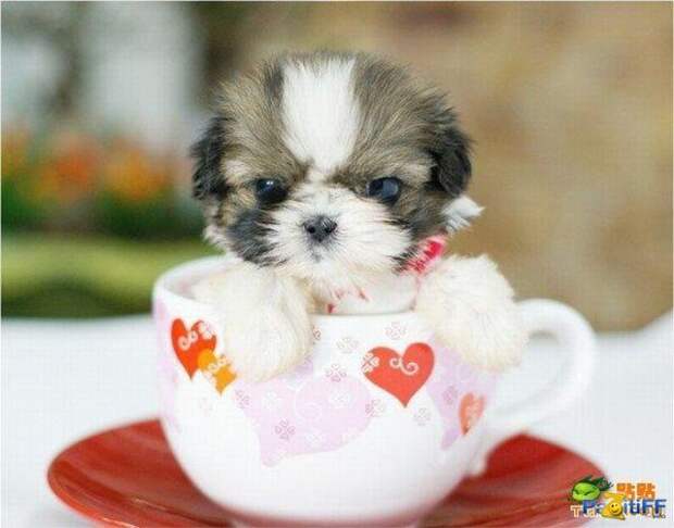 Милые собачки / Cute dogs - Muz4in.Net
