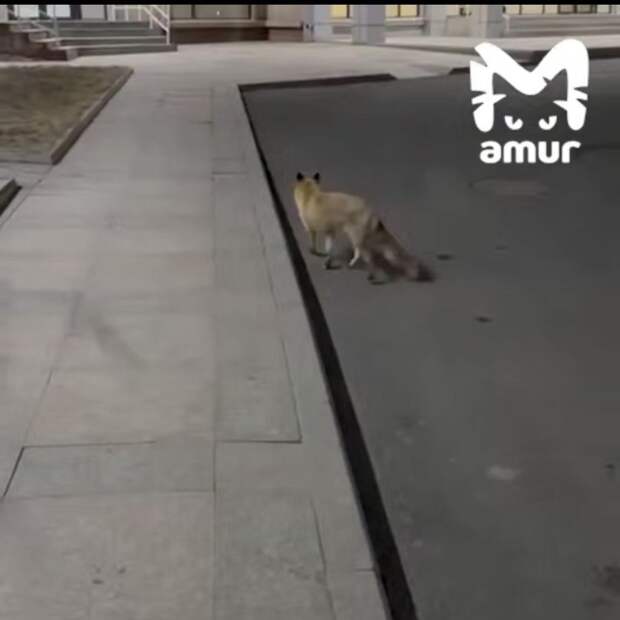 «Приходит по расписанию»: возле кампуса ДВФУ во Владивостоке поселился лисёнок-сирота