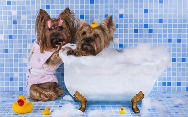 Собачки в ванной
