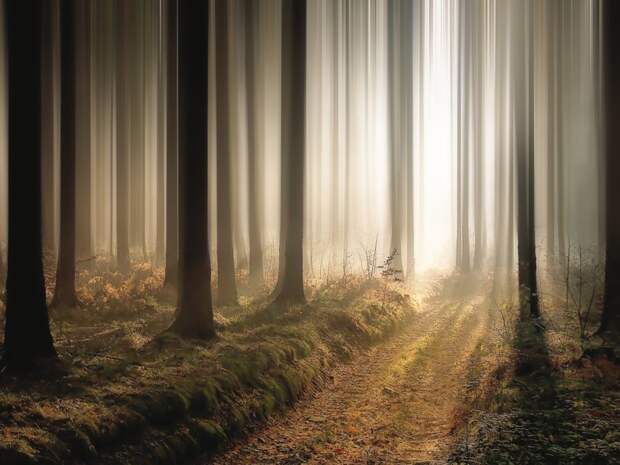 А давно ли вы гуляли в лесу? лес, отдых, природа, прогулки