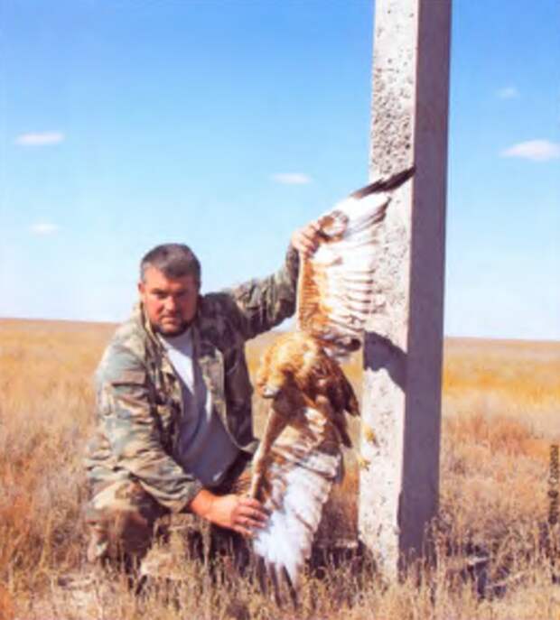 Проблема смертности птиц от ЛЭП в Казахстане и способы защиты птиц.