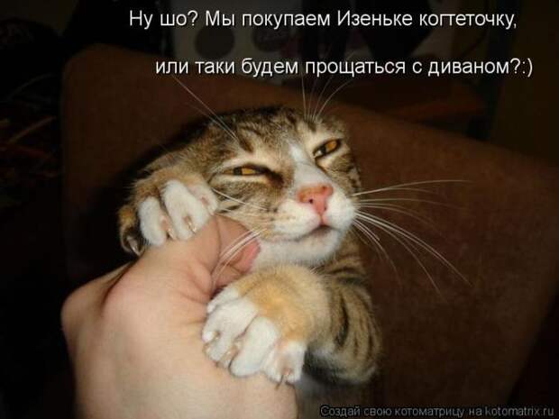 Лучшие котоматрицы недели (50 фото)