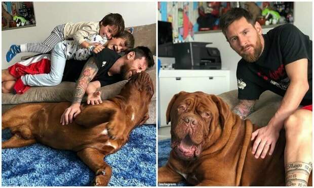 Лео Месси поделился новым домашним фото с сыновьями и псом Халком звезды, знаменитости, лионель месси, месси, семья, спорт, фото, футбол