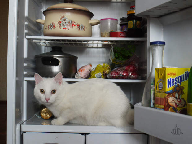 catfridge09 Коты в холодильниках