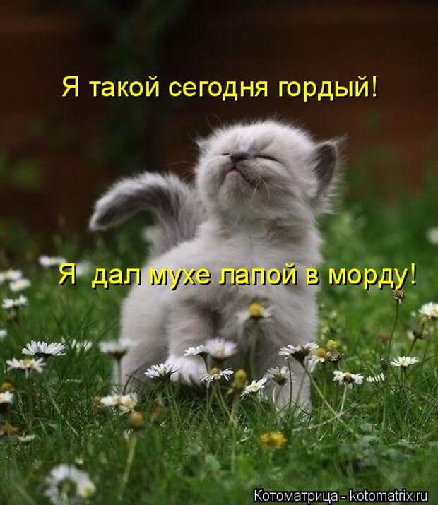 Котоматрица: Я такой сегодня гордый! Я  дал мухе лапой в морду!