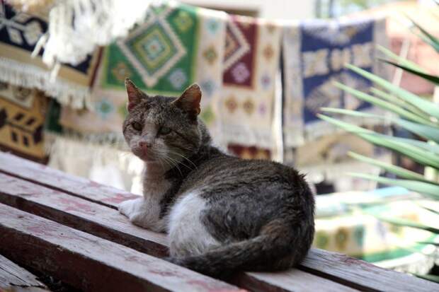 Очень колоритные уличные коты город, кот, кошка, улица, уличные кошки, эстетика