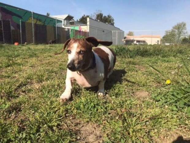 The-exciting-story-of-a-pit-bull-who-does-not-abandon-the-blind-dog-5aea2ce4c511c__700
