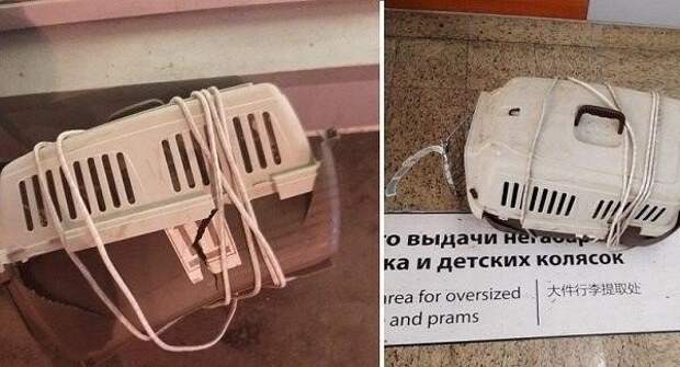 Поганый «Аэрофлот» засветился в новом скандале с котиками: на этот раз история очень трагичная Поганый «Аэрофлот» засветился в новом скандале с котиками: на этот раз история очень трагичная аэрофлот, животные, перевозка