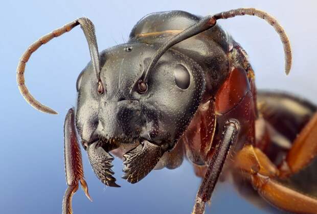 insects17 insects17 Портреты насекомых