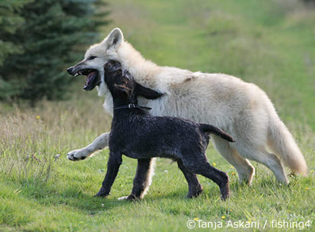 Волк и собака (24 фото)