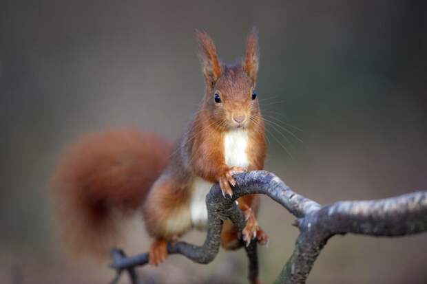 Ветврач Руденко: не стоит пытаться выходить раненое дикое животное самостоятельно