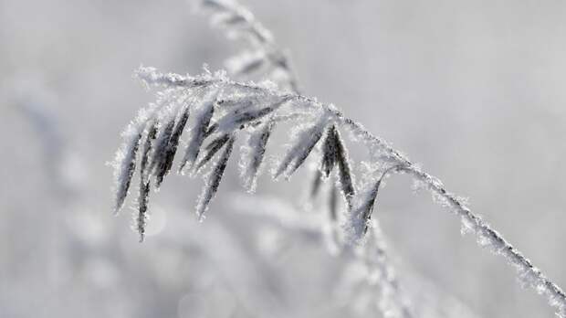 Синоптик Паршина: в Московском регионе ожидаются ночные заморозки до -4 °С