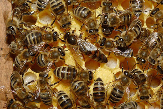 Загадочному массовому исчезновению пчел дали возможное объяснение