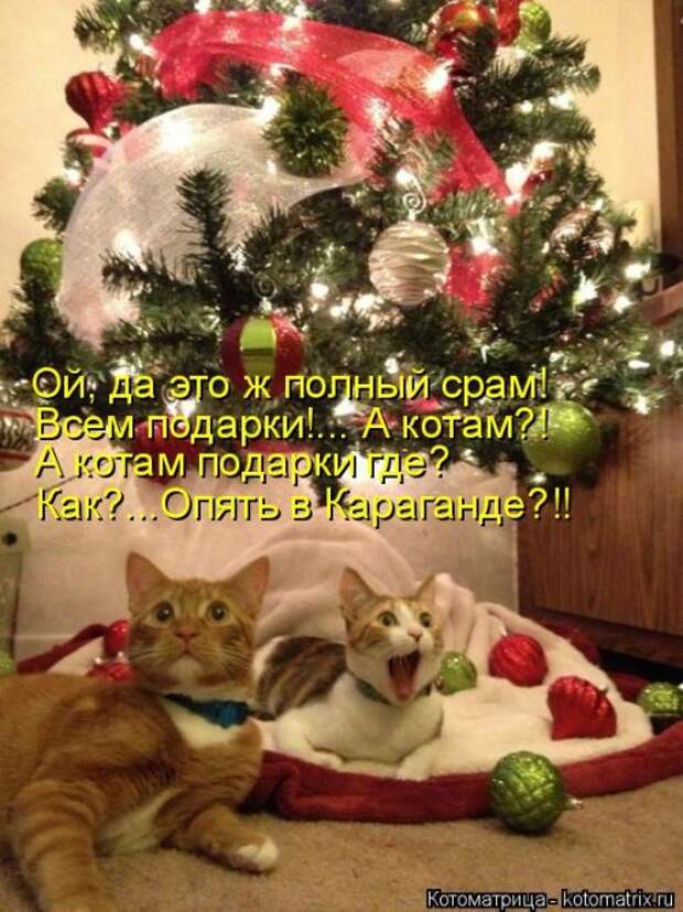 Лучшая котоматрица за неделю (32 фото)