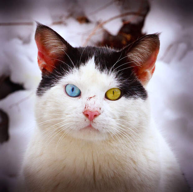 Необычные животные с разноцветными глазами (20 фото)