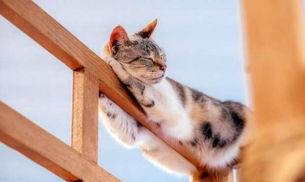 Потому что гладиолус: какие дачные и уличные растения опасны для кошек