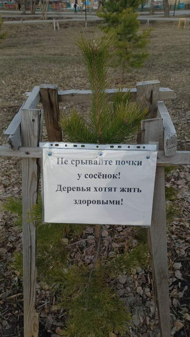 Барнаульцы решили спасти молодые сосны в Мизюлинской роще от пенсионеров