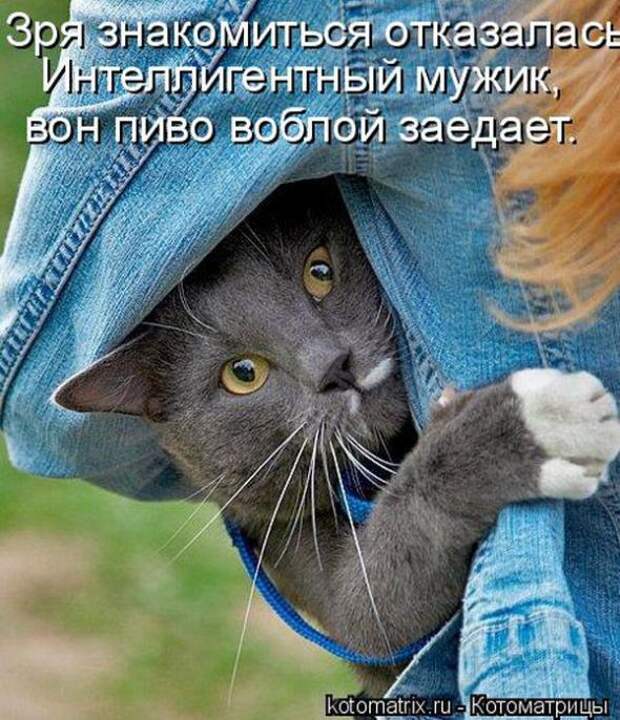 Котоматрицы (картинки с надписями)
