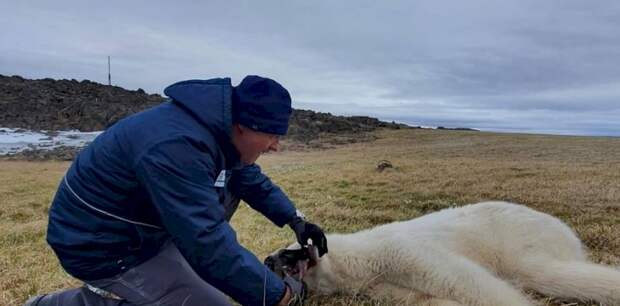 Медведицу, язык которой застрял в банке из-под сгущенки, спасли