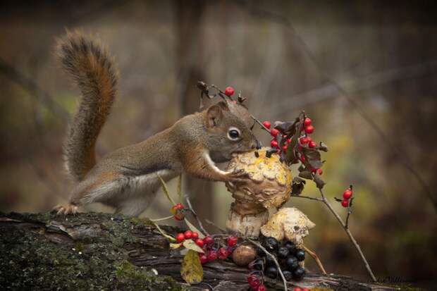 Фотография забавная жизнь белок Andre Villeneuve Фотография забавная жизнь белок Andre Villeneuve