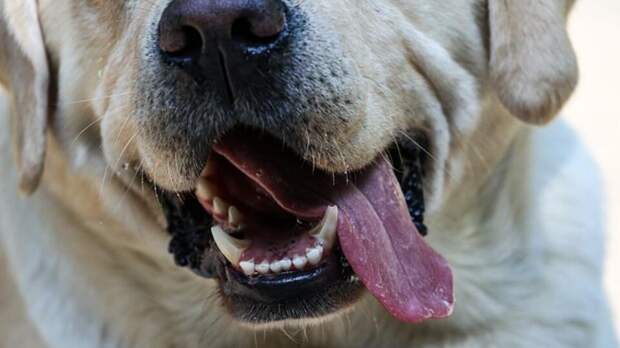 Женщине ампутировали руки и ноги после сепсиса из-за слюны собаки