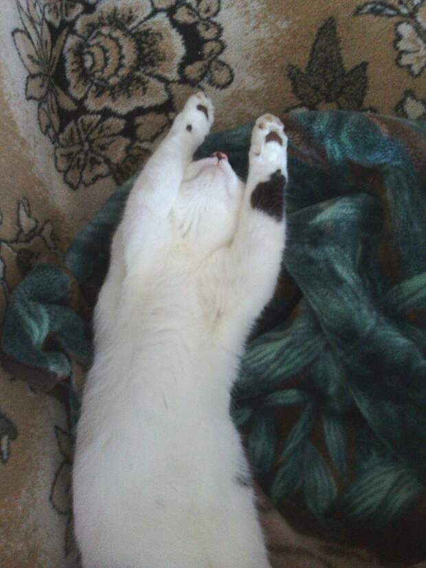 кошка