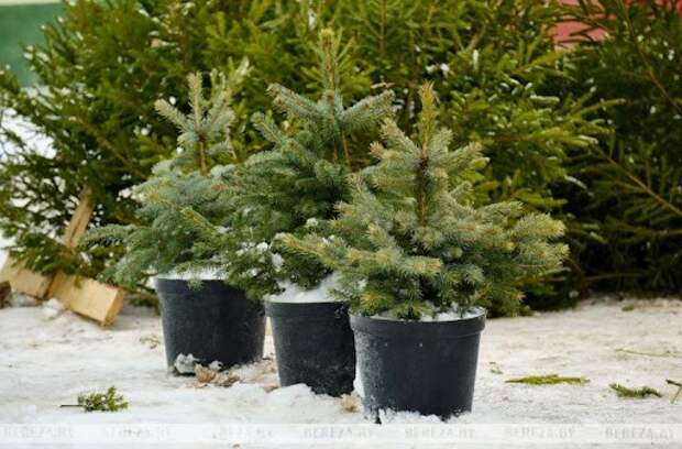 В Беларуси появилась карта елочных базаров.