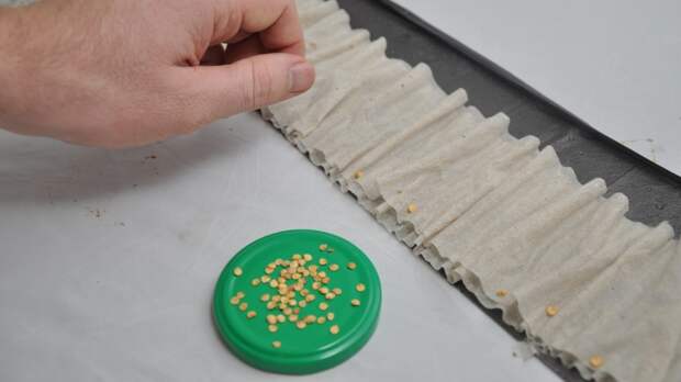 Семена выкладывают на бумагу