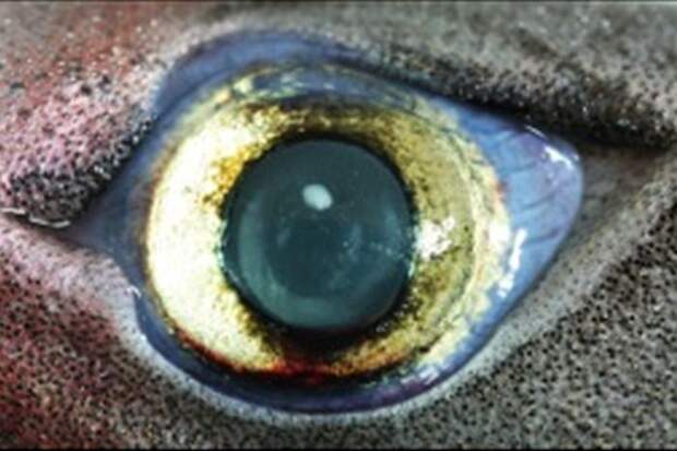 The eyes of bioluminescent sharks are designed to catch as much light as possible (FNRS/UCL: Dr J Mallefet )