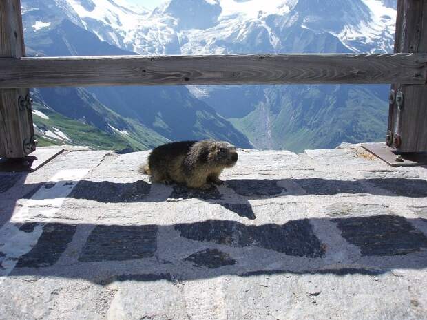 https://pixabay.com/photos/marmot-marmot-on-grossglockner-2063081