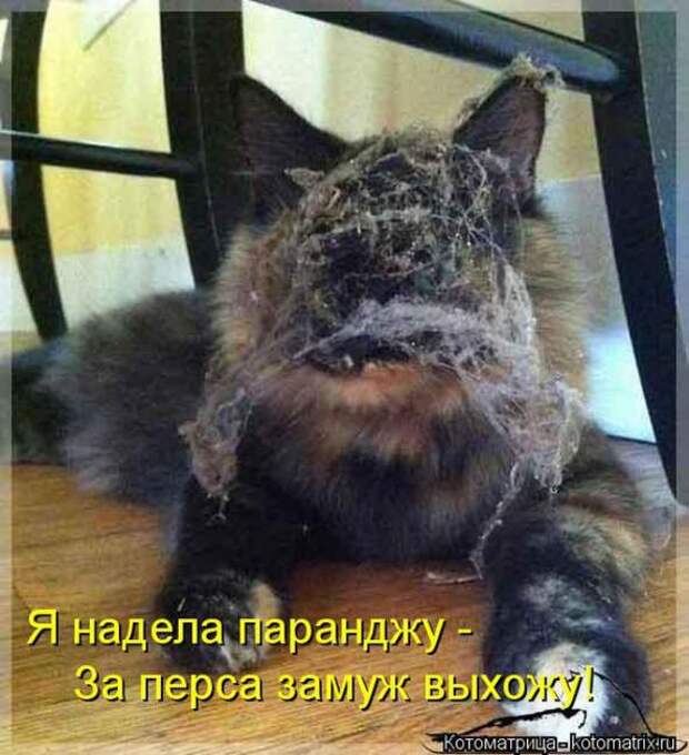 Котоматрицы(картинки с надписями)
