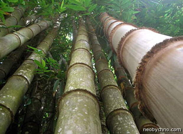 старый высокий бамбук