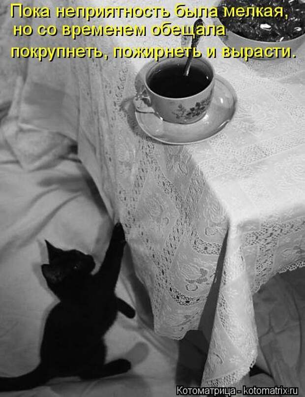 Лучшая котоматрица недели (31 фото)