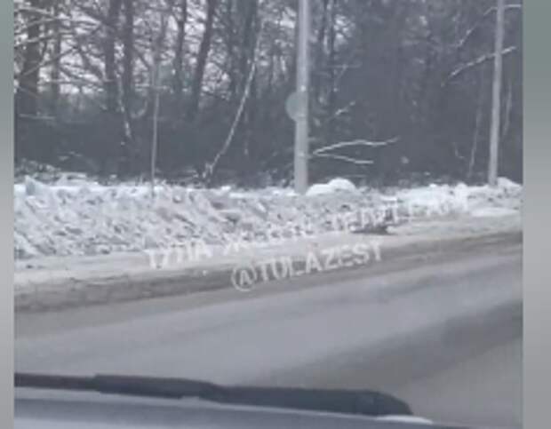 В Тульской области водитель сбил косулю