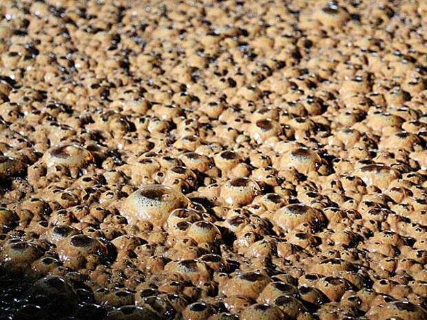 Брожение. Мелассу смешивают с водой и дрожжами и оставляют для ферментации (брожения) на 24 часа. Получают тростниковое вино (vino de ca&#241;a) крепостью 10–13%.