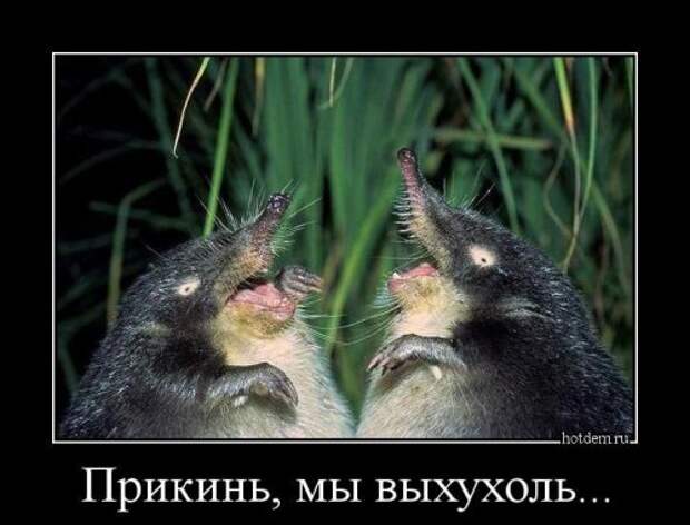 Новая порция демотиваторов (17 шт)