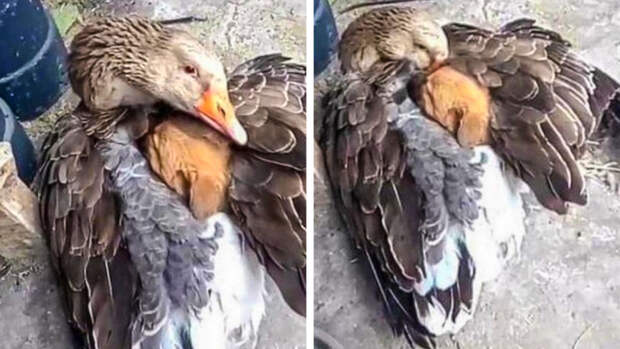 20 животных, которых так и распирает от родительской гордости