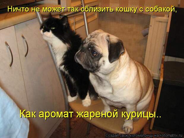 Ничто не может так сблизить кошку с собакой, Как аромат жареной курицы..