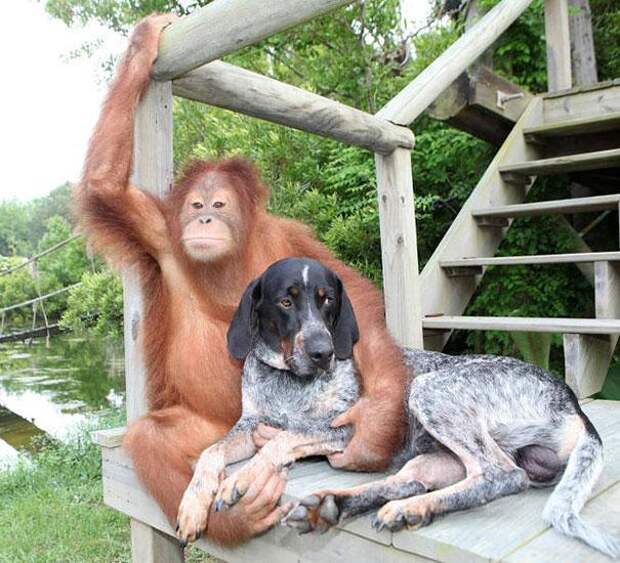 дружба животных орангутанг и собака