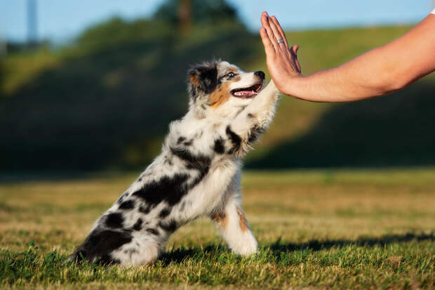 Pets: пет-терапия эффективно поддержала психическое здоровье молодых людей