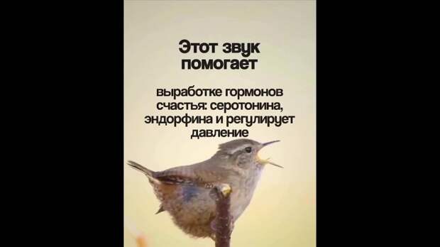 Полностью расслабляем нервную систему за пару минут — нужно включить всего один звук.