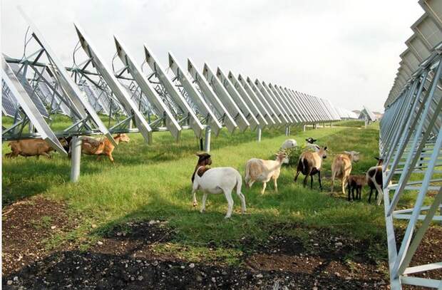 Что делают овце на солнечных электростанциях?