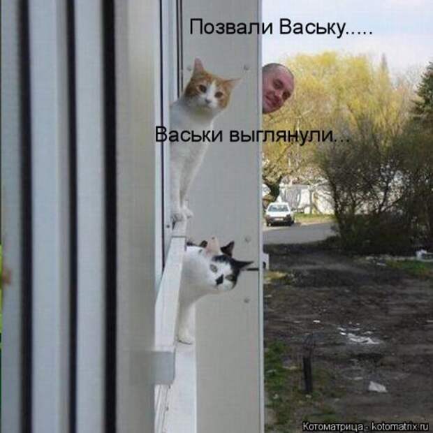 Лучшая котоматрица за неделю (31 шт)