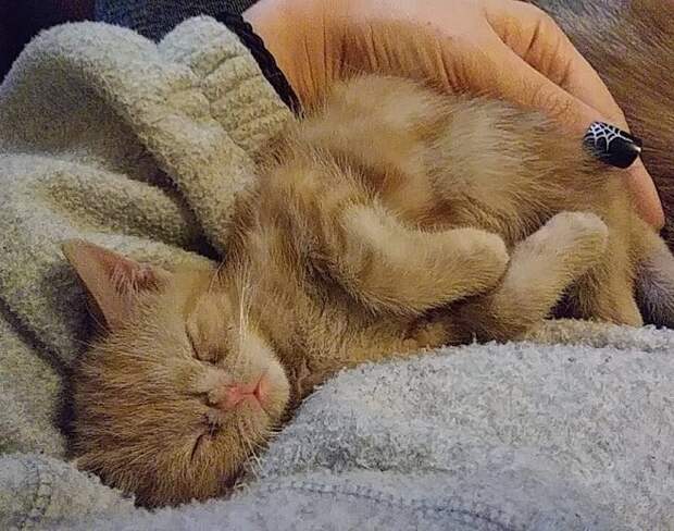 Рыжий котенок Котенок спит