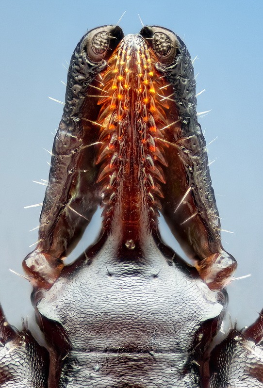 insects13 insects13 Портреты насекомых