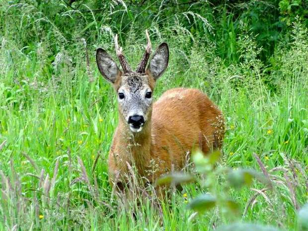 Самец европейской косули фото (Capreolus capreolus)