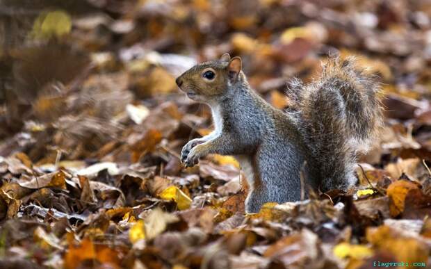 Серая белка ищет еду в осенних листьях в Гайд-парке, Лондон.